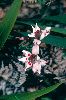 <em>Gladiolus carneus</em>